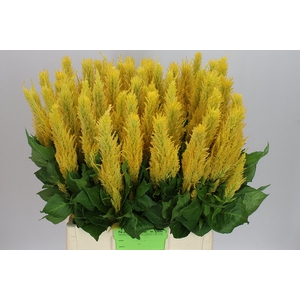 Celosia P Century Yellow