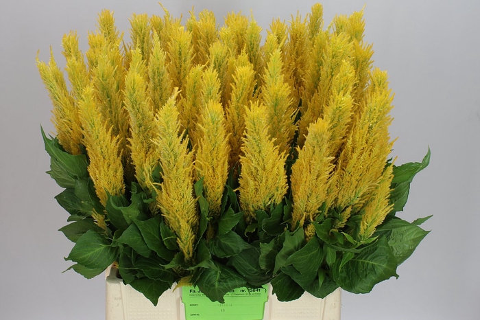 <h4>Celosia P Century Yellow</h4>