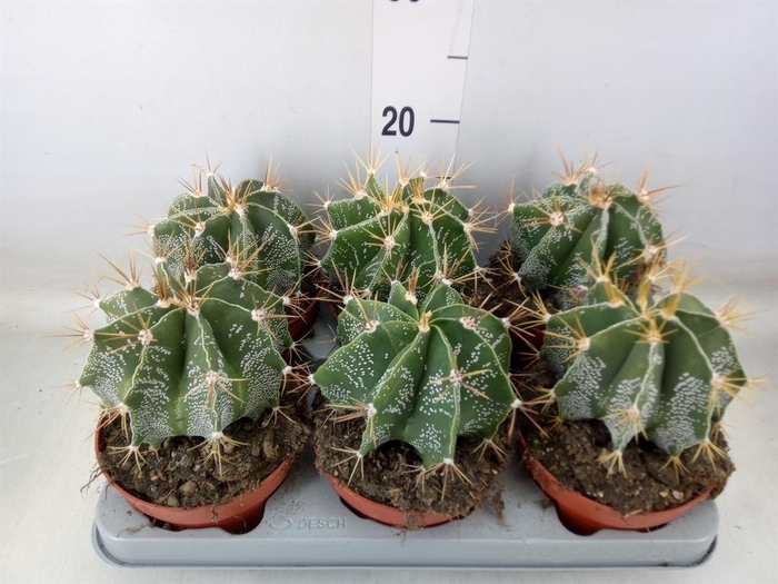 <h4>Astrophytum ornatum</h4>