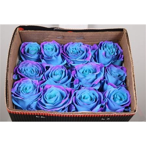 R Gr Bubblegum Blue Ec