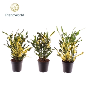 Croton Pictum kopstek 7 cm