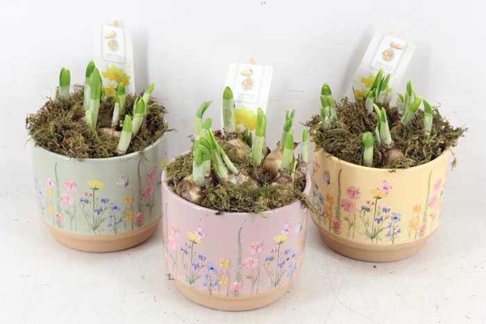 <h4>arr4 Narcis FL - Keramiek blooming mix</h4>