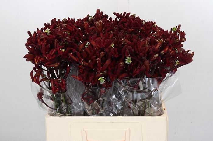 <h4>Kangaroo Paw Early Spring</h4>