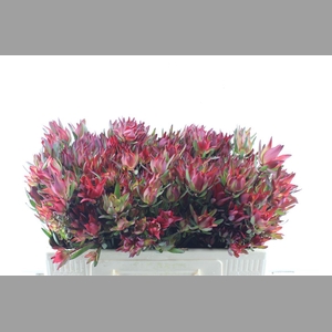 Leucad Sal Blush Xxl