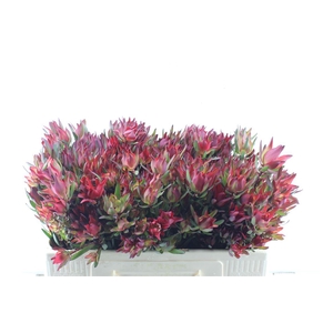 Leucad Sal Blush Xxl