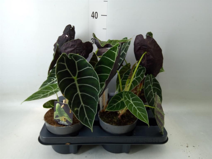 <h4>Alocasia   ...</h4>
