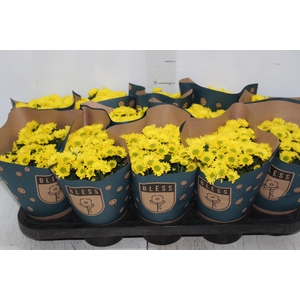 CRISANTEMO MINI P11 AMARELO