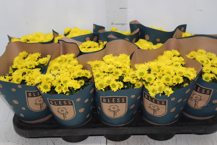 <h4>CRISANTEMO MINI P11 AMARELO</h4>