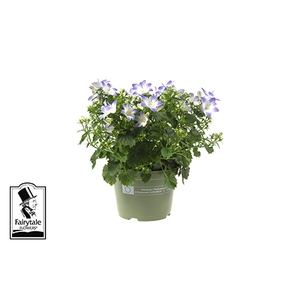 CAMPANULA-HYBRID P10,5 FANCY ME