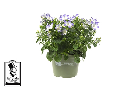 <h4>CAMPANULA-HYBRID P10,5</h4>