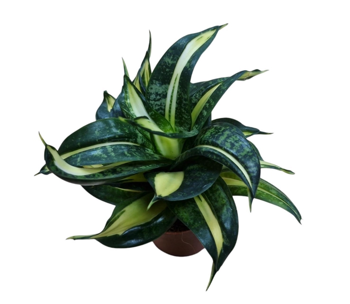 <h4>Sansevieria Spiral Star 9 cm</h4>