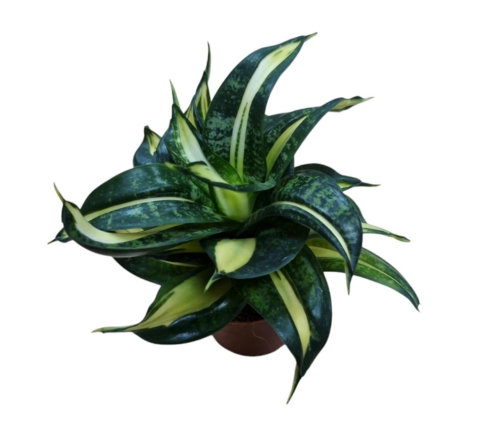 <h4>Sansevieria Spiral Star 9 cm</h4>