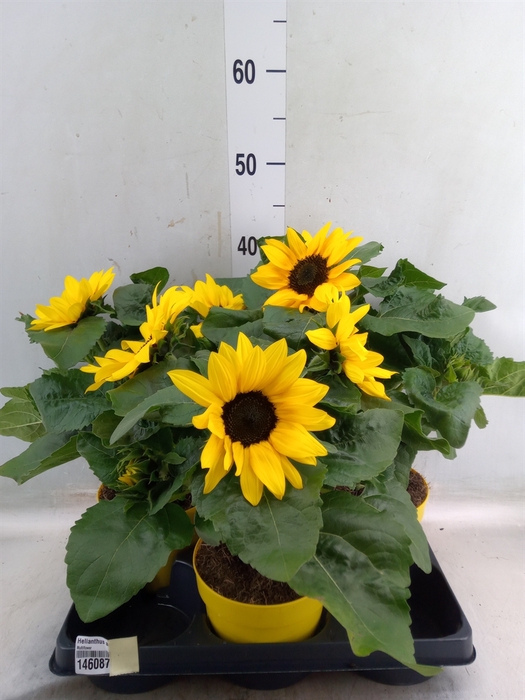 <h4>Helianthus an.   ...</h4>