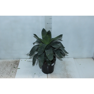 BROMELIA VRIESEA GIGANTEA NOVA P17