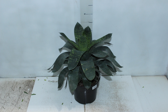 <h4>BROMELIA VRIESEA GIGANTEA NOVA P17</h4>