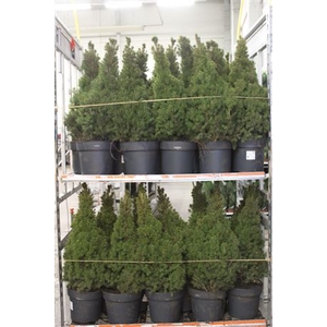 Picea Gl Conica