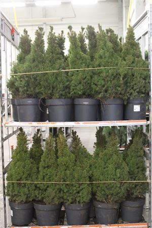 <h4>Picea Gl Conica</h4>