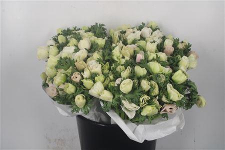 <h4>Anemone Fr. Panda White</h4>