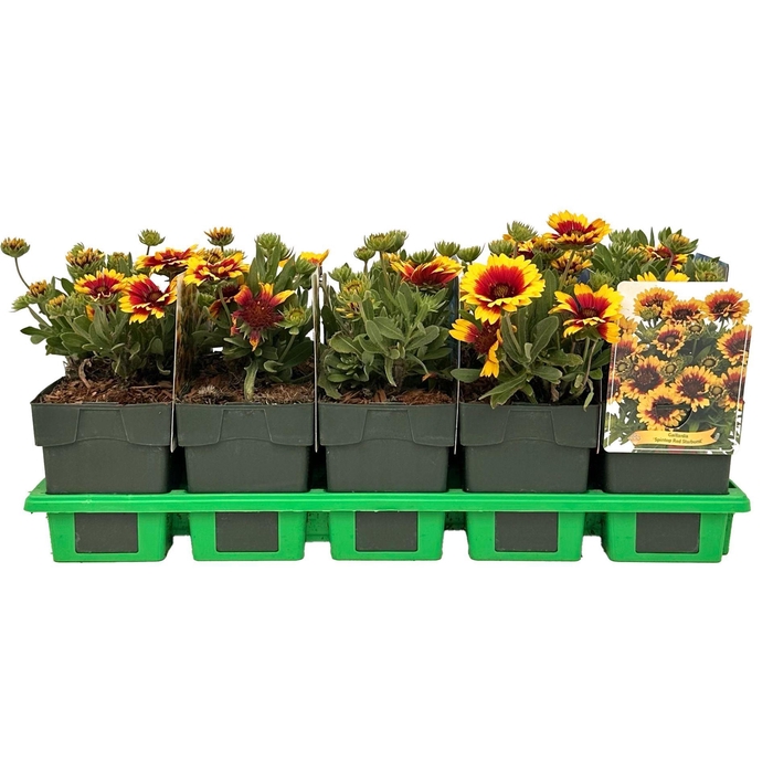 <h4>Gaillardia</h4>