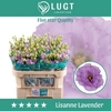 Lisianthus do lisanne deep lavender