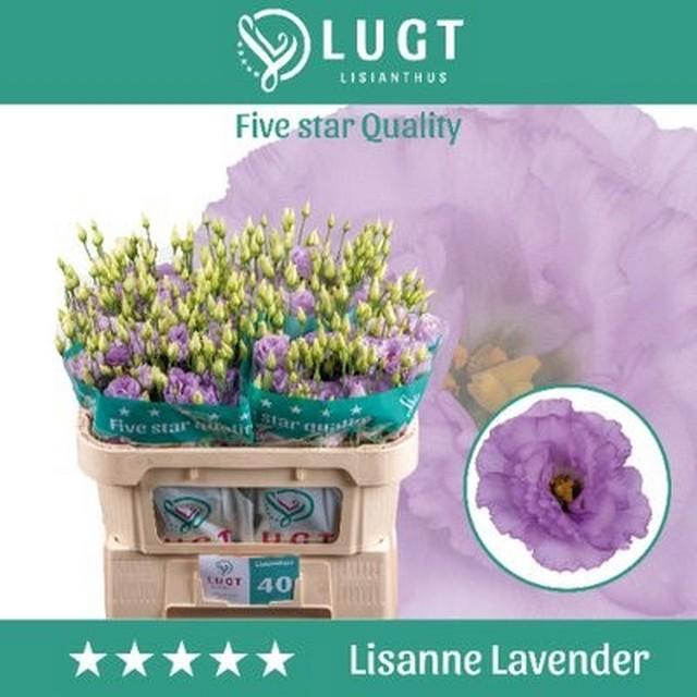 Lisianthus do lisanne deep lavender