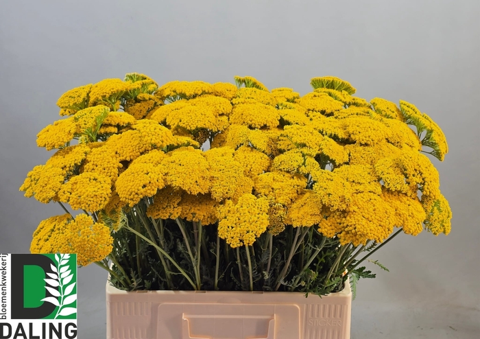<h4>ACHIL F PARK VARIETY</h4>