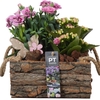Arrangementen Perkplanten hout PTPP6992 Kalanchoe, Dianthus