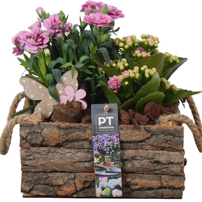 Arrangementen Perkplanten hout PTPP6992 Kalanchoe, Dianthus