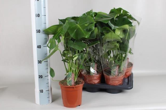 <h4>MONSTERA DELICIOSA</h4>