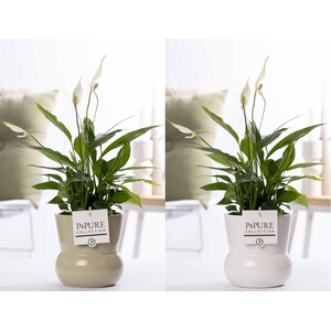 Spathiphyllum Korto in P&PURE Plant Vase Maxima ass. 2