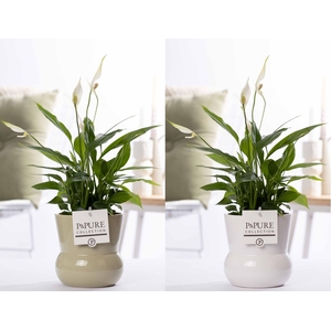 Spathiphyllum Korto in P&PURE Plant Vase Maxima ass. 2