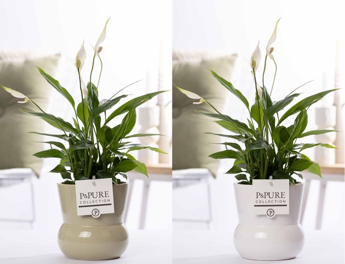 <h4>Spathiphyllum Korto in P&PURE Plant Vase Maxima ass. 2</h4>