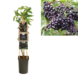 Sambucus nigra 'Haschberg' +3.0 label