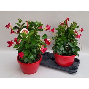 MANDE SUN RED