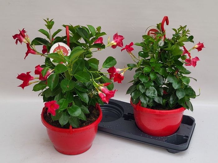 <h4>MANDE SUN RED</h4>