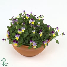 VIO CO END YELL+VOIL