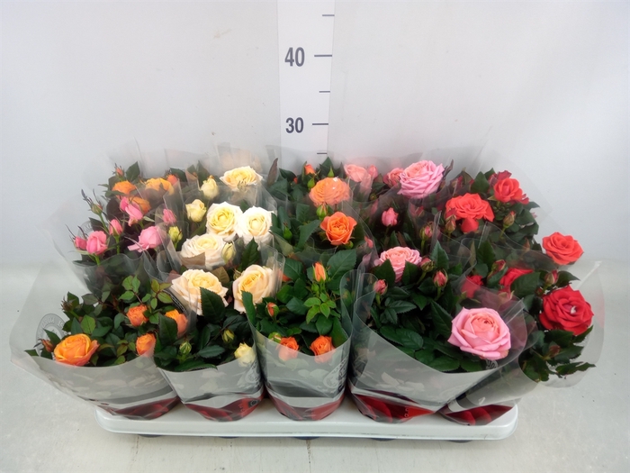 <h4>Rosa  'Kordana Grande'   ...mix</h4>