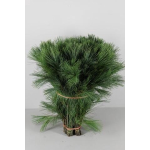 PINUS STROBUS PER STEM 060CM
