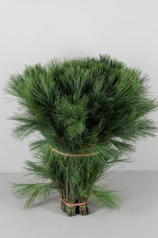 <h4>PINUS STROBUS PER STEM 060CM</h4>