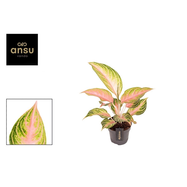 <h4>Aglaonema Eyecatcher</h4>