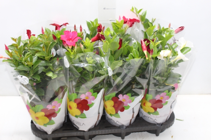 <h4>DIPLADENIA P15</h4>