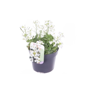Arabis cauc. Little Treasure White