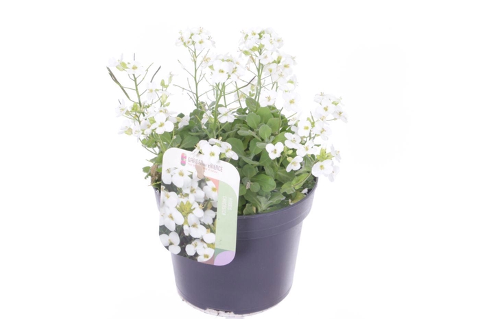<h4>Arabis cauc. Little Treasure White</h4>