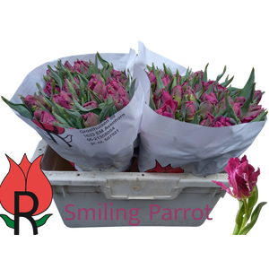 TU PA SMILING PARROT