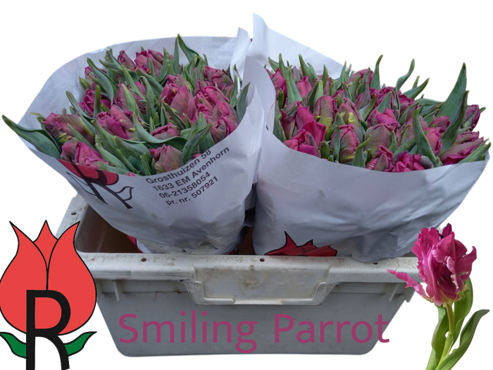 <h4>TU PA SMILING PARROT</h4>