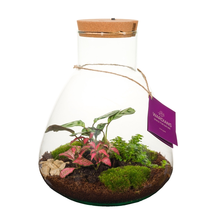 <h4>Wardians Terrarium - Erlenmeyer large + LED (rechargeable USB-C)</h4>