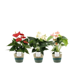 Anthurium 12 cm 3 color mix PURE Valerie basket
