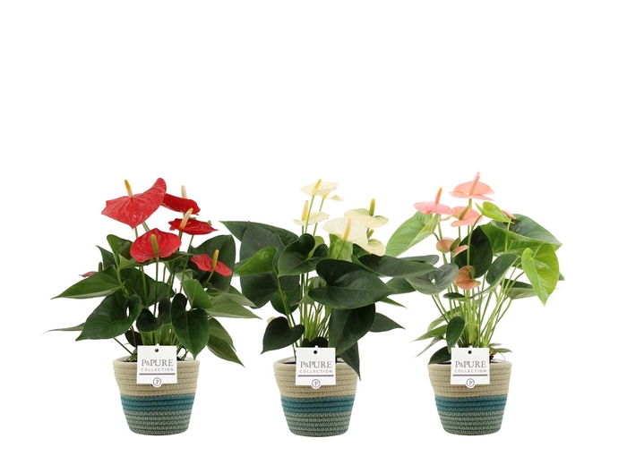 <h4>Anthurium 12 cm 3 color mix PURE Valerie basket</h4>