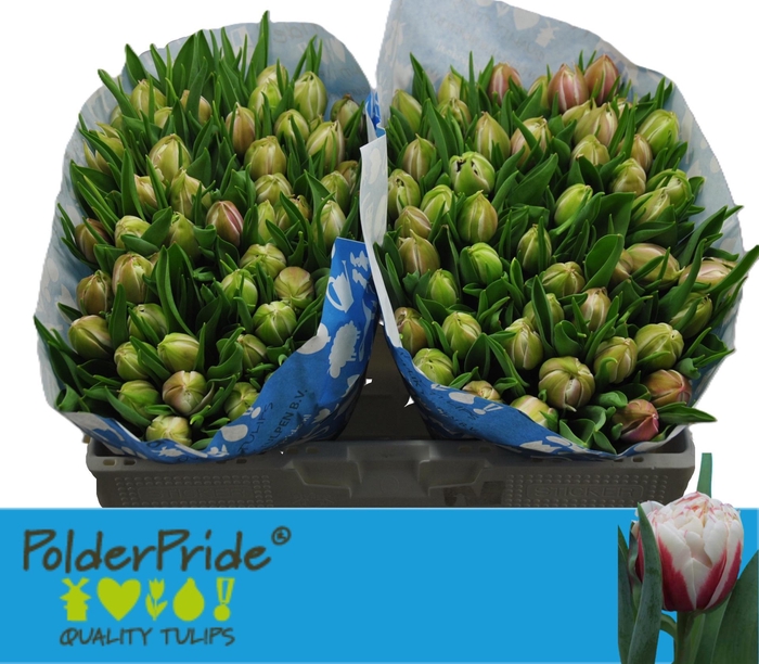 <h4>TU DU VERMONT</h4>