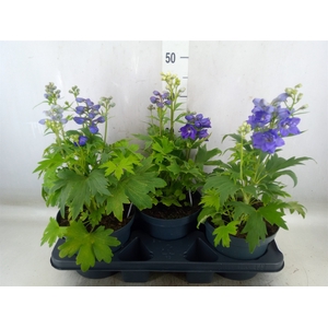 Delphinium grand. 'Blue Butterfly'